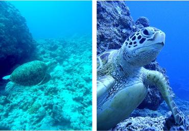 ケラマ島シュノーケル&ウミガメ
